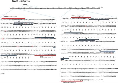 Corrigendum: Strategies for Efficient Gene Editing in Protoplasts of Solanum tuberosum Theme: Determining gRNA Efficiency Design by Utilizing Protoplast (Research)